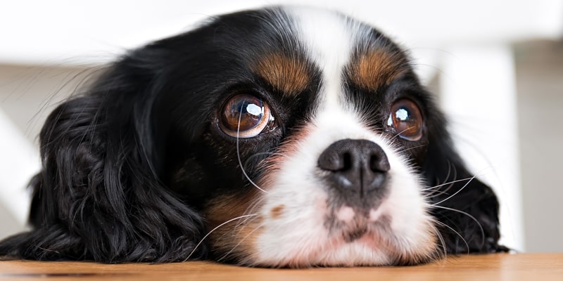 Eye Disorders in Pets: Understanding and avoiding them