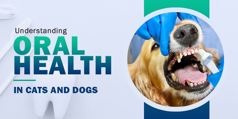 The Importance of Oral Care in Cats and Dogs